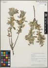 Foto von Salix glauca L.